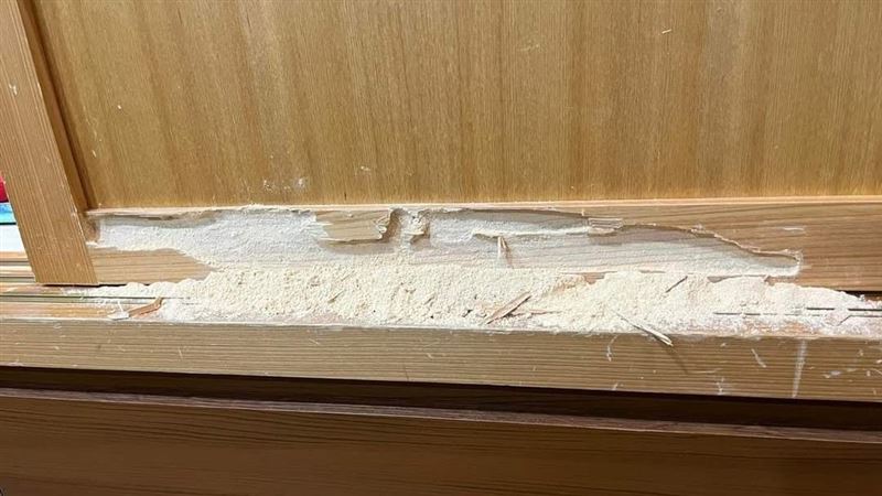 木門傳啃咬聲　苦主忍3年兇手終現身