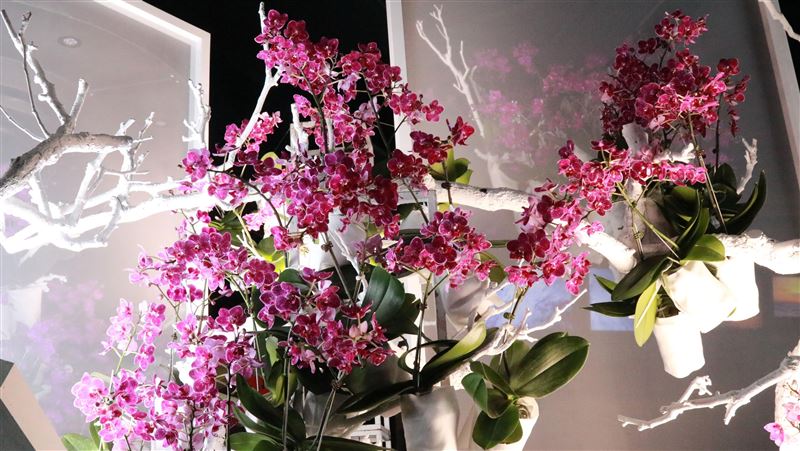 超美蘭花星球！南瀛天文館蘭花展登場