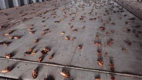  打開貨櫃2000隻美洲蟑螂竄出　海關人員嚇到秒關門。人民網