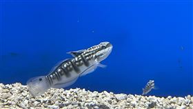 ▲點滿搬運工技能的「尾斑鈍鰕虎」（圖／海景世界企業股份有限公司提供）