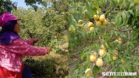 梅子滯銷／受訪者提供