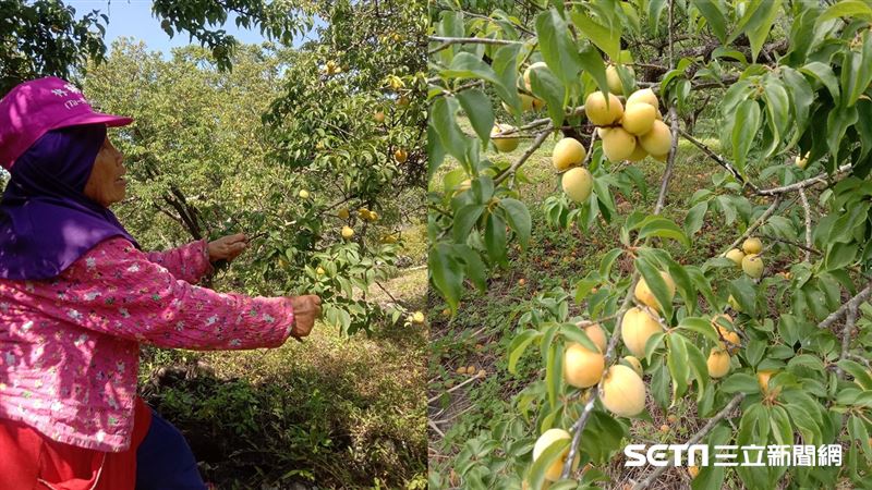 一年心血滯銷　76歲嬤淚看梅園求助
