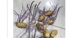 馬鈴薯,發芽,上海,封城(翻攝自 微博)