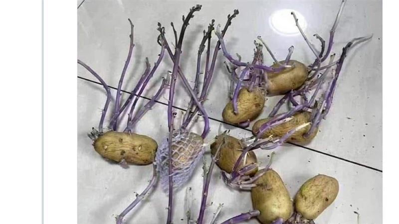 上海官員施捨「發芽馬鈴薯」被嗆無能