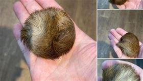 中國,毛球,麝香,長輩(圖/翻攝自「爆廢公社」