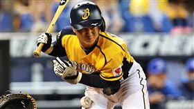 ▲江坤宇單場2度遭觸身。（圖／中信兄弟球團提供）