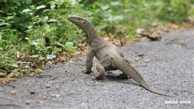 印度,孟加拉巨蜥,蜥蜴（圖／翻攝自人民日報