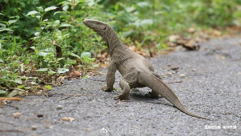 超噁！4男輪流性侵巨蜥　還拍性愛片