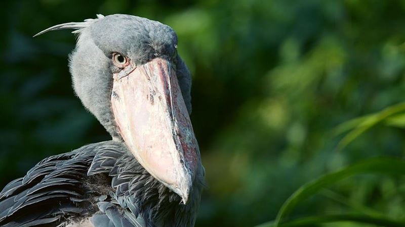 世界上頭最大的鳥　還會對人「敬禮」