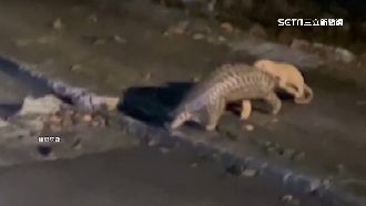 穿山甲母揹子　民眾扮守護使者防路殺