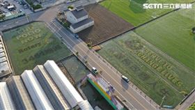 苑裡扶輪社主辦，與苑裡農會合作認購彩繪稻田公益活動。（圖／翻攝畫面）