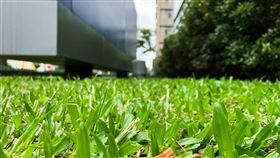 草地,草皮,雜草,上海,中國人,吃草,野草。（示意圖／記者蕭宥宸攝影）