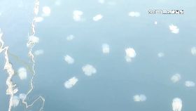 R南運河水母2400