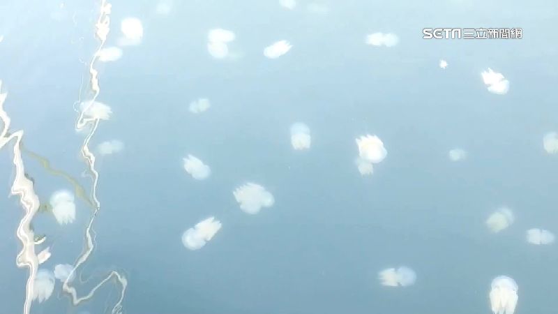 台南運河水母大爆發　絕美水中畫面曝