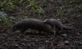 穿山甲母背子。（圖／翻攝陳吉仲臉書）