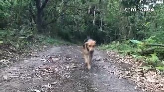 愛犬暴斃見彈孔　疑遭持BB槍亂射