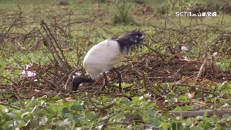 救生態！農委會砸上億清除外來3物種