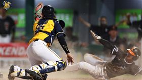 ▲獅象戰12局下出現再見本壘攻防戰改判。（圖／中信兄弟提供）