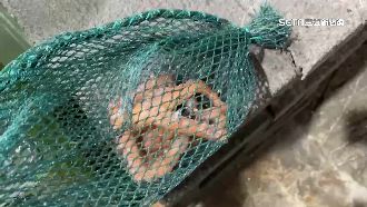 「猴水仔」太難抓！一台斤飆破千元