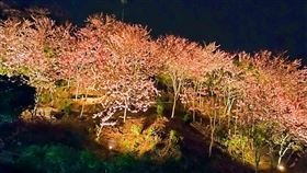 「阿拉伯」打造嘉義竹崎粉紅村（3）嘉義縣竹崎鄉義隆村長葉志紘綽號「阿拉伯」，在自家的山坡成立「阿拉伯的粉紅村」，5公頃的山坡地上種了300多株9年樹齡的花旗木；目的是讓竹崎多一個景點，吸引更多人來遊玩，中央社記者蔡智明攝  111年4月18日