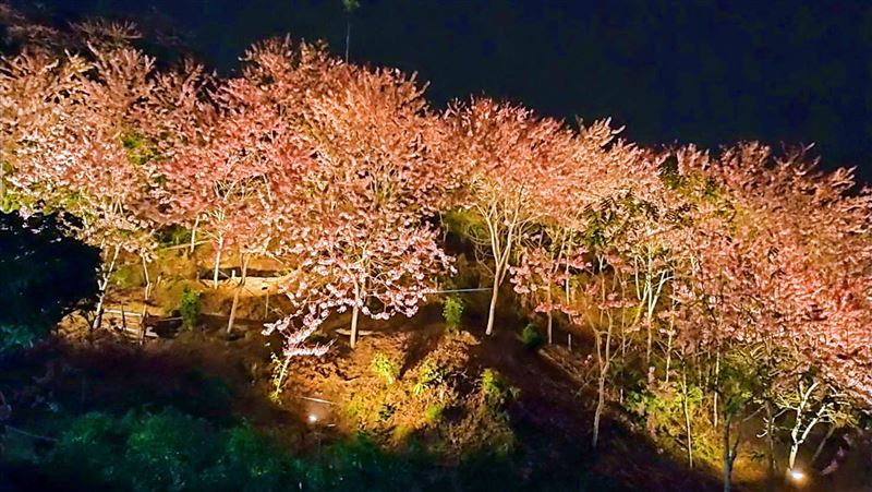 花十年追逐夢想　打造嘉義竹崎粉紅村