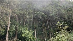 台灣杉(林試所提供)