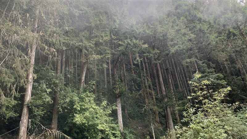 唯一以臺灣當屬名的植物　1招秒辨識