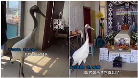 駕鶴西歸,死亡,中國,老人,過世,喪禮,丹頂鶴,靈堂,(圖/翻攝自後浪視頻 