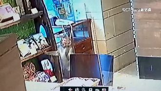 獼猴大盜偷零食！業者一看監視器笑了