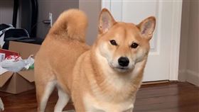 柴犬。（圖／翻攝自Haru the Shiba InuYouTube）