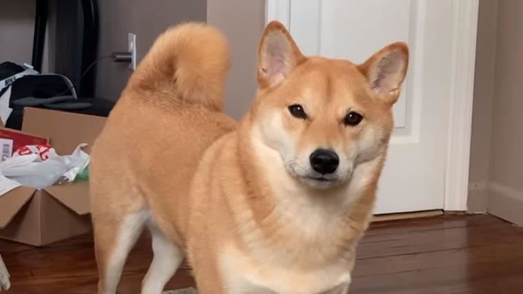 3歲柴犬遭活摘器官　日詭異情侶落網