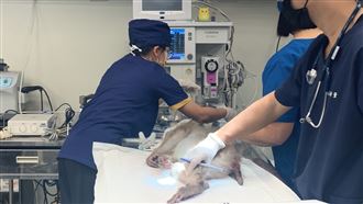 頑皮世界動物救傷中心　今成立揭牌！