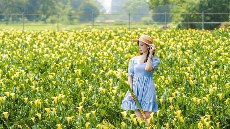 快來台中外埔金黃色海芋田大拍美照！