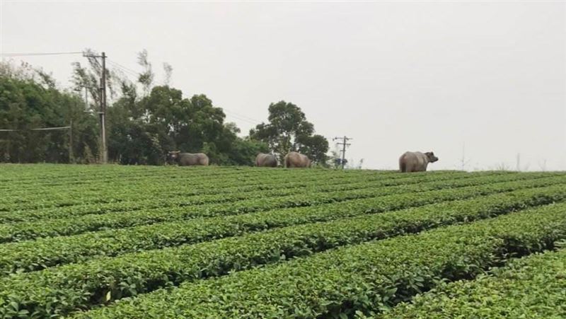 4頭水牛衝茶園　茶農怒：還天天來！