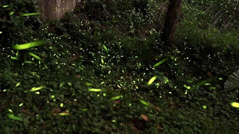 快來賞螢！台中「大坑生態園區」開幕