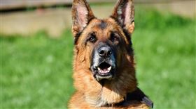 ▲狗；快遞。（示意圖／翻攝自pixabay）