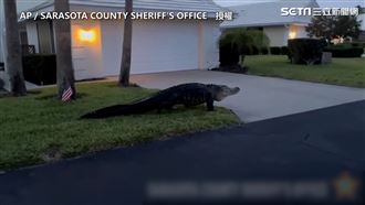 佛州驚見3公尺鱷魚！爬到沒力直趴地