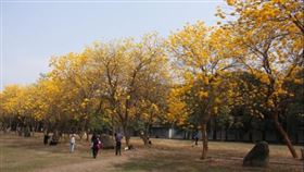 ▲穀雨到來，表示春天即將結束。（示意圖／記者黃唯碩攝影）