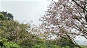 ▲穀雨是春天的最後一個節氣。（示意圖／記者簡浩正攝影）