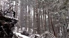 ▲穀雨寒死虎母。（示意圖／三立新聞網）