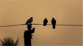 ▲穀雨是許多鳥類當媽媽的時候。（示意圖／翻攝自pixabay）