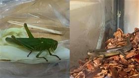 活體,鵝,寵物,收養,露營