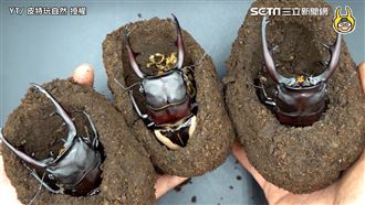 達人開鍬形蟲「出奇蛋」　大牙超驚喜
