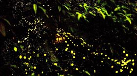 宜蘭,礁溪,母親節,賞螢,海鮮,泡湯