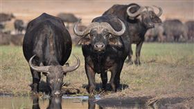 水牛，野生動物，養牛（示意圖／翻攝自Pixabay）