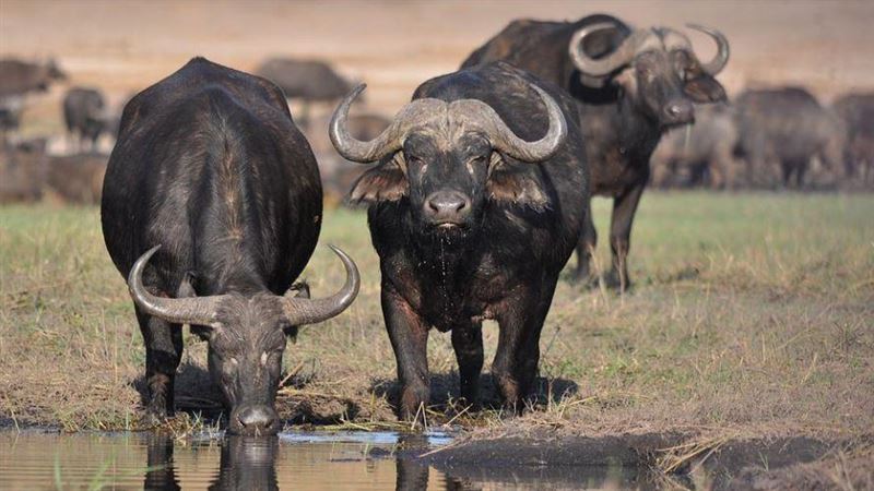 2隻水牛打架主人急勸！慘遭破蛋痛爆