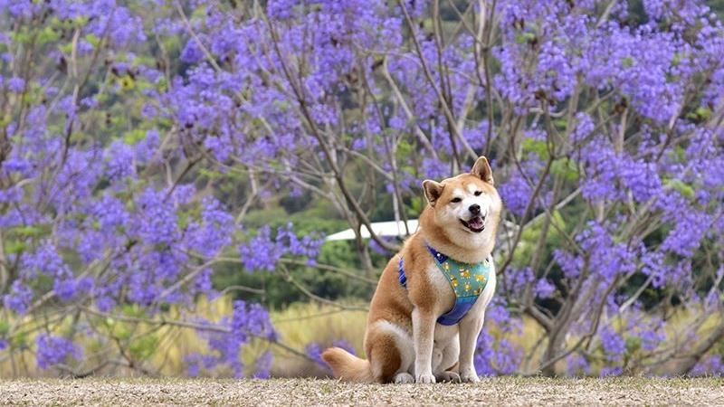 南投賞花秘境！來欣賞藍花楹浪漫花海