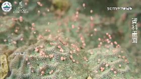 琉珊瑚產卵1200