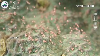 海中粉色奇觀　珊瑚產卵如天女散花