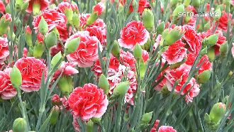 母親節活動因疫取消　康乃馨恐掀退訂